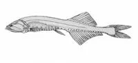 Slender bristlemouth (Cyclothone pseudopallida)