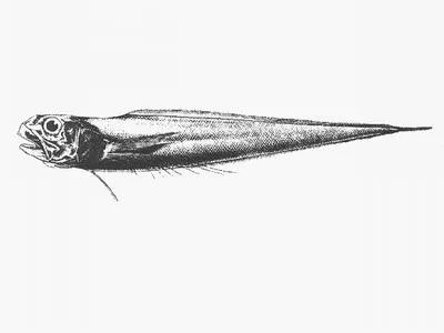 Slender brotula (Dicrolene multifilis)