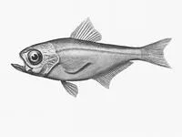 Slender bullseye (Parapriacanthus elongatus)