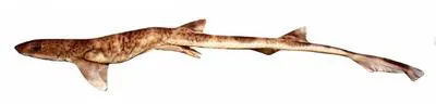 Slender catshark (Schroederichthys tenuis)