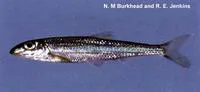 Slender chub (Erimystax cahni)