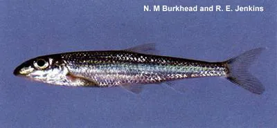 Slender chub (Erimystax cahni)