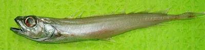Slender codling (Halargyreus johnsonii)