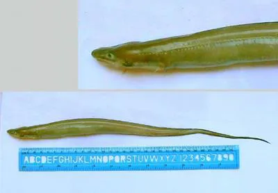 Slender conger (Uroconger lepturus)