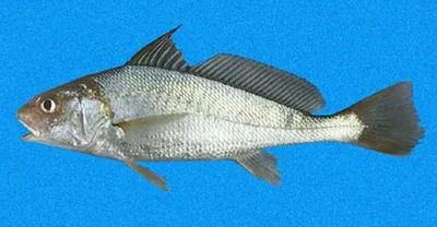 Slender croaker (Micropogonias ectenes)