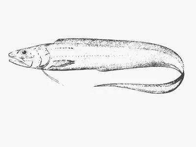 Slender cuskeel (Porogadus miles)