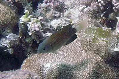 Slender damsel (Pomacentrus leptus)