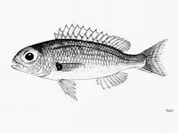 Slender dwarf monocle bream (Parascolopsis qantasi)