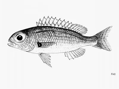 Slender dwarf monocle bream (Parascolopsis qantasi)