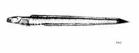 Slender eel goby (Taenioides gracilis)