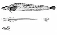 Slender eelblenny (Lumpenus fabricii)