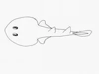 Slender electric ray (Narcine rierai)