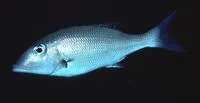 Slender emperor (Lethrinus variegatus)