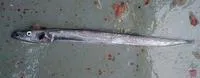 Slender escolar (Paradiplospinus gracilis)