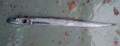 Slender escolar (Paradiplospinus gracilis)