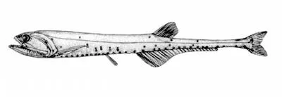 Slender fangjaw (Sigmops gracilis)