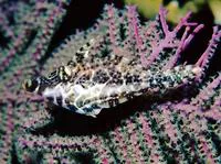 Slender filefish (Monacanthus tuckeri)