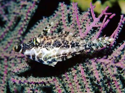 Slender filefish (Monacanthus tuckeri)