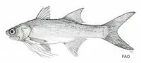 Slender fivefinger threadfin (Polydactylus bifurcus)