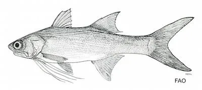 Slender fivefinger threadfin (Polydactylus bifurcus)