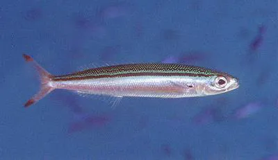 Slender fusilier (Gymnocaesio gymnoptera)