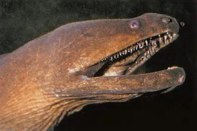 Slender giant moray (Strophidon sathete)