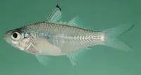 Slender glassy (Ambassis natalensis)