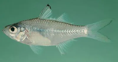 Slender glassy (Ambassis natalensis)