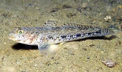 Slender goby (Gobius geniporus)
