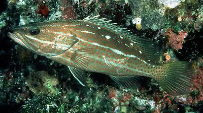 Slender grouper (Anyperodon leucogrammicus)
