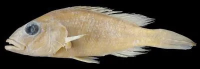 Slender happy (Chetia gracilis)