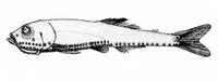 Slender lightfish (Vinciguerria attenuata)