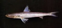 Slender lizardfish (Saurida elongata)