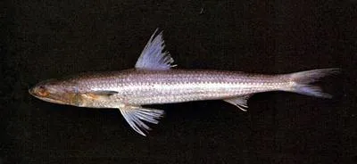 Slender lizardfish (Saurida elongata)