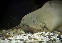 Slender lungfish (Protopterus dolloi)