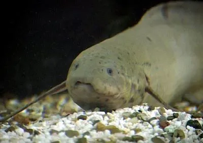Slender lungfish (Protopterus dolloi)