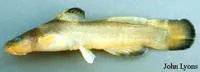 Slender madtom (Noturus exilis)