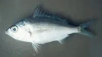 Slender mojarra (Eucinostomus jonesii)