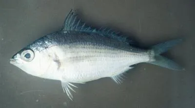 Slender mojarra (Eucinostomus jonesii)