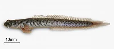 Slender mudskipper (Zappa confluentus)