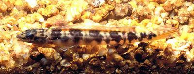 Slender pike cichlid (Teleocichla centisquama)