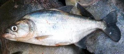 Slender piranha (Serrasalmus elongatus)