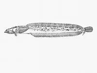 Slender platanna-klipfish (Cancelloxus burrelli)