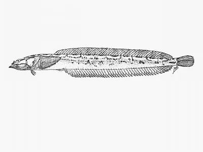 Slender platanna-klipfish (Cancelloxus burrelli)