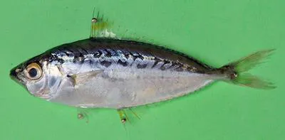 Slender ponyfish (Equulites elongatus)