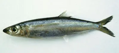 Slender rainbow sardine (Dussumieria elopsoides)