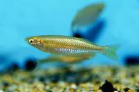 Slender rainbowfish (Melanotaenia gracilis)