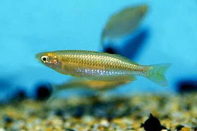 Slender rainbowfish (Melanotaenia gracilis)