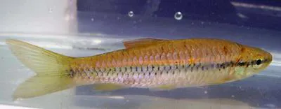 Slender rasbora (Rasbora daniconius)