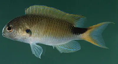 Slender reef-damsel (Pomachromis exilis)